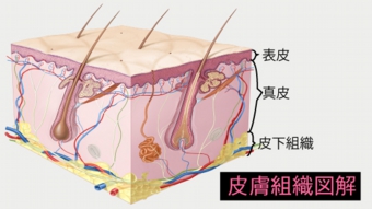 皮下組織図解